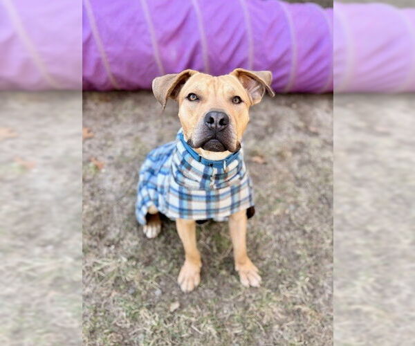 Medium Photo #1 Mutt Puppy For Sale in Dedham, MA, USA