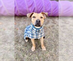 Mutt Dogs for adoption in Dedham, MA, USA