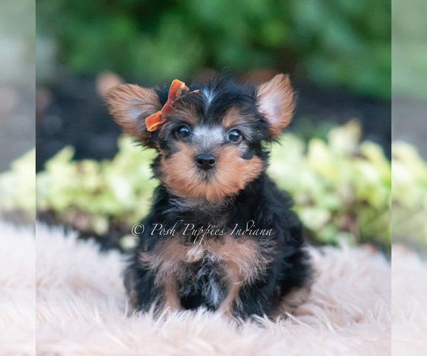 Medium Photo #22 Yorkshire Terrier Puppy For Sale in WARSAW, IN, USA