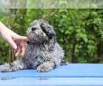 Small #12 Poodle (Toy)
