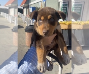 Alaskan Husky-Doberman Pinscher Mix Puppy for sale in COMPTON, CA, USA
