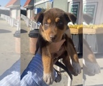 Small Photo #1 Alaskan Husky-Doberman Pinscher Mix Puppy For Sale in COMPTON, CA, USA