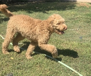Goldendoodle Puppy for sale in ELDERWOOD, CA, USA