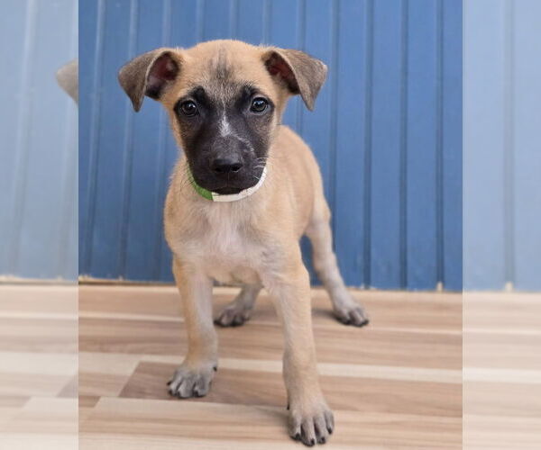 Medium Photo #1 German Shepherd Dog-Unknown Mix Puppy For Sale in Lakewood, CO, USA