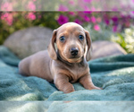 Puppy Bandit Dachshund