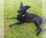 Small #4 Labrador Retriever
