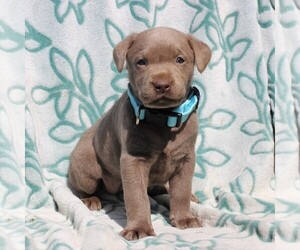 Labrador Retriever Puppy for sale in CHARLOTT HALL, MD, USA