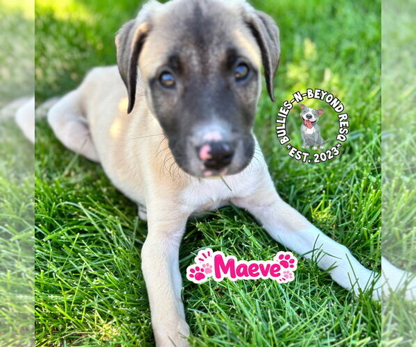 Medium Photo #1 Mutt Puppy For Sale in Omaha, NE, USA