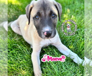 Mutt Dogs for adoption in Omaha, NE, USA