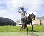 Small #11 Doberman Pinscher