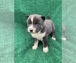 Small Photo #11 Siberian Husky Puppy For Sale in INMAN, SC, USA