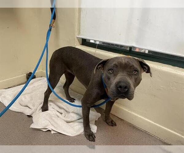 Medium Photo #1 American Pit Bull Terrier Puppy For Sale in Pasadena, CA, USA