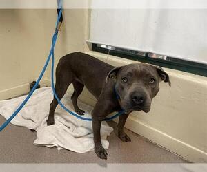 Medium American Pit Bull Terrier