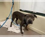 Small American Pit Bull Terrier