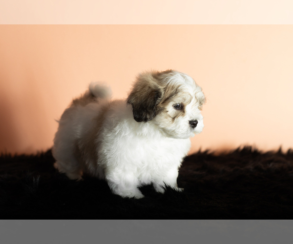 Medium Photo #3 Zuchon Puppy For Sale in WOLCOTTVILLE, IN, USA