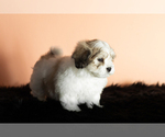 Small Photo #3 Zuchon Puppy For Sale in WOLCOTTVILLE, IN, USA