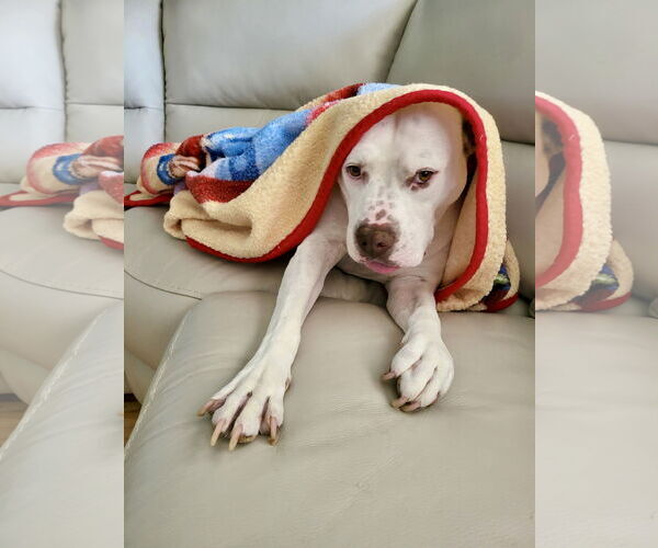 Medium Photo #15 Mutt Puppy For Sale in Mount Laurel, NJ, USA