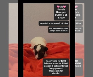 Havapoo Puppy for sale in TUCSON, AZ, USA