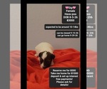Image preview for Ad Listing. Nickname: Dip