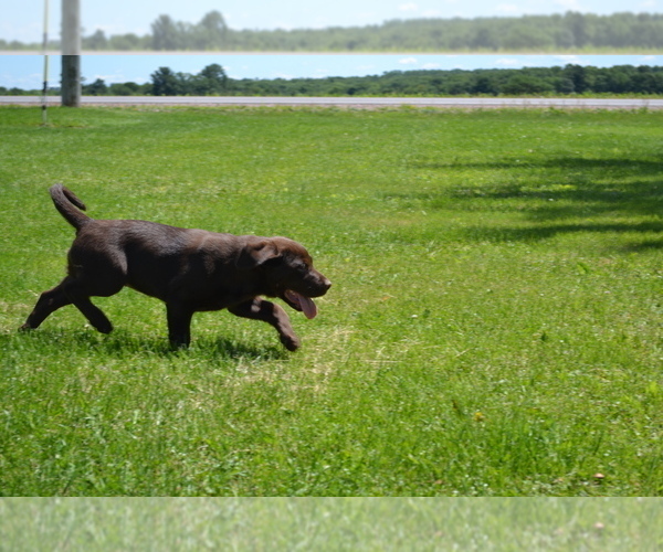 Medium Photo #11 Labrador Retriever Puppy For Sale in GREENWOOD, WI, USA