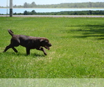 Small Photo #11 Labrador Retriever Puppy For Sale in GREENWOOD, WI, USA