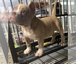 Small Photo #2 American Pit Bull Terrier Puppy For Sale in PETERSBURG, VA, USA