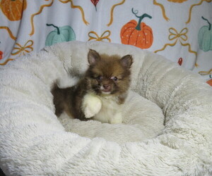 Pomeranian Puppy for Sale in COOKEVILLE, Tennessee USA
