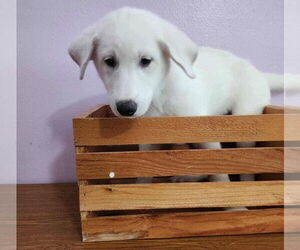 Great Pyrenees-Unknown Mix Dogs for adoption in Princeton, MN, USA