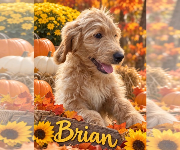 Medium Photo #4 Goldendoodle Puppy For Sale in SAINT CLOUD, MN, USA