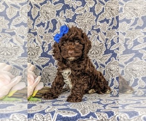 Cock-A-Poo Puppy for sale in LINCOLN UNIVERSITY, PA, USA