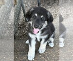 Small #1 German Shepherd Dog