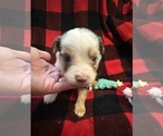 Small #3 Miniature Australian Shepherd
