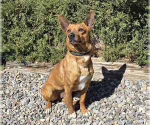 Dachshund-Unknown Mix Dogs for adoption in Albuquerque, NM, USA