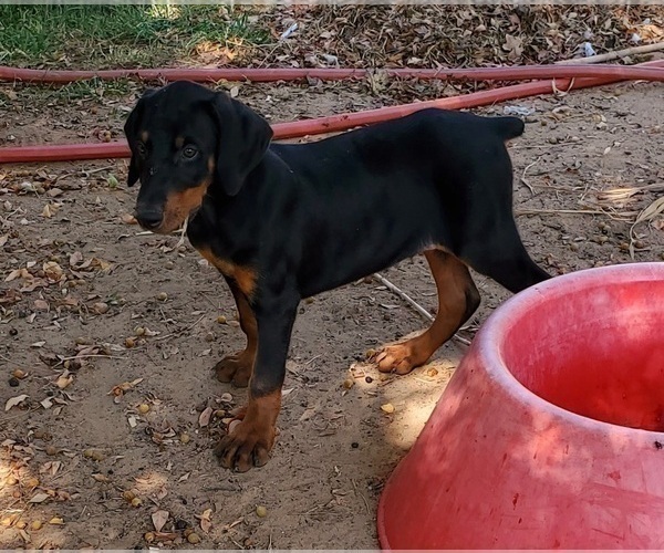 Medium Photo #3 Doberman Pinscher Puppy For Sale in NOCONA, TX, USA