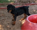 Small Photo #3 Doberman Pinscher Puppy For Sale in NOCONA, TX, USA