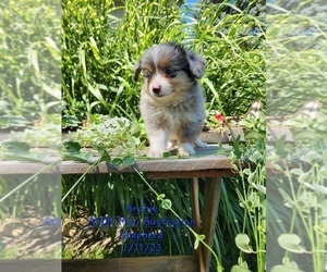 Miniature Australian Shepherd Puppy for Sale in TOPEKA, Indiana USA