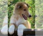 Small Photo #3 Collie Puppy For Sale in CENTERVIEW, MO, USA