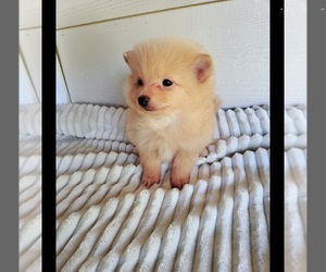 Pomeranian Puppy for sale in ARDMORE, TN, USA