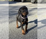 Small #13 Doberman Pinscher