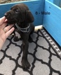 Small Photo #1 German Shorthaired Pointer Puppy For Sale in ALACHUA, FL, USA