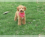 Puppy Cameron Miniature Labradoodle