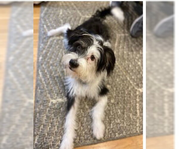 Medium Photo #6 Mutt Puppy For Sale in Cranston, RI, USA