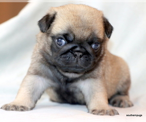 Pug Puppy for sale in WINNSBORO, TX, USA