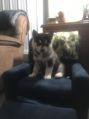 Pomsky Puppy for sale in MIDDLEFIELD, OH, USA