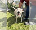 Small #1 Labrador Retriever Mix
