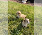 Small Photo #7 Maltipoo Puppy For Sale in COLORADO SPGS, CO, USA