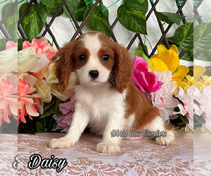 Cavalier King Charles Spaniel Puppy for sale in MIAMI, FL, USA