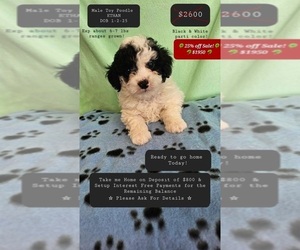 Poodle (Toy) Puppy for sale in TUCSON, AZ, USA