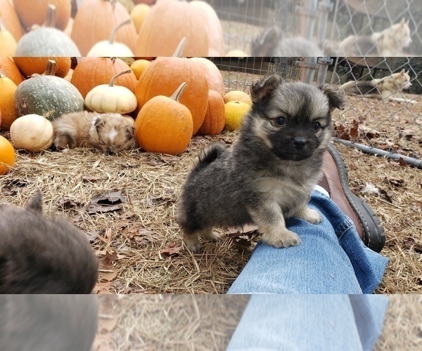 Medium Photo #8 Shiranian Puppy For Sale in DINWIDDIE, VA, USA