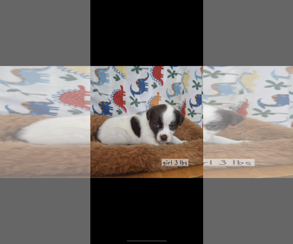 Medium Photo #2 Labrador Retriever-Unknown Mix Puppy For Sale in Royal Palm Beach, FL, USA